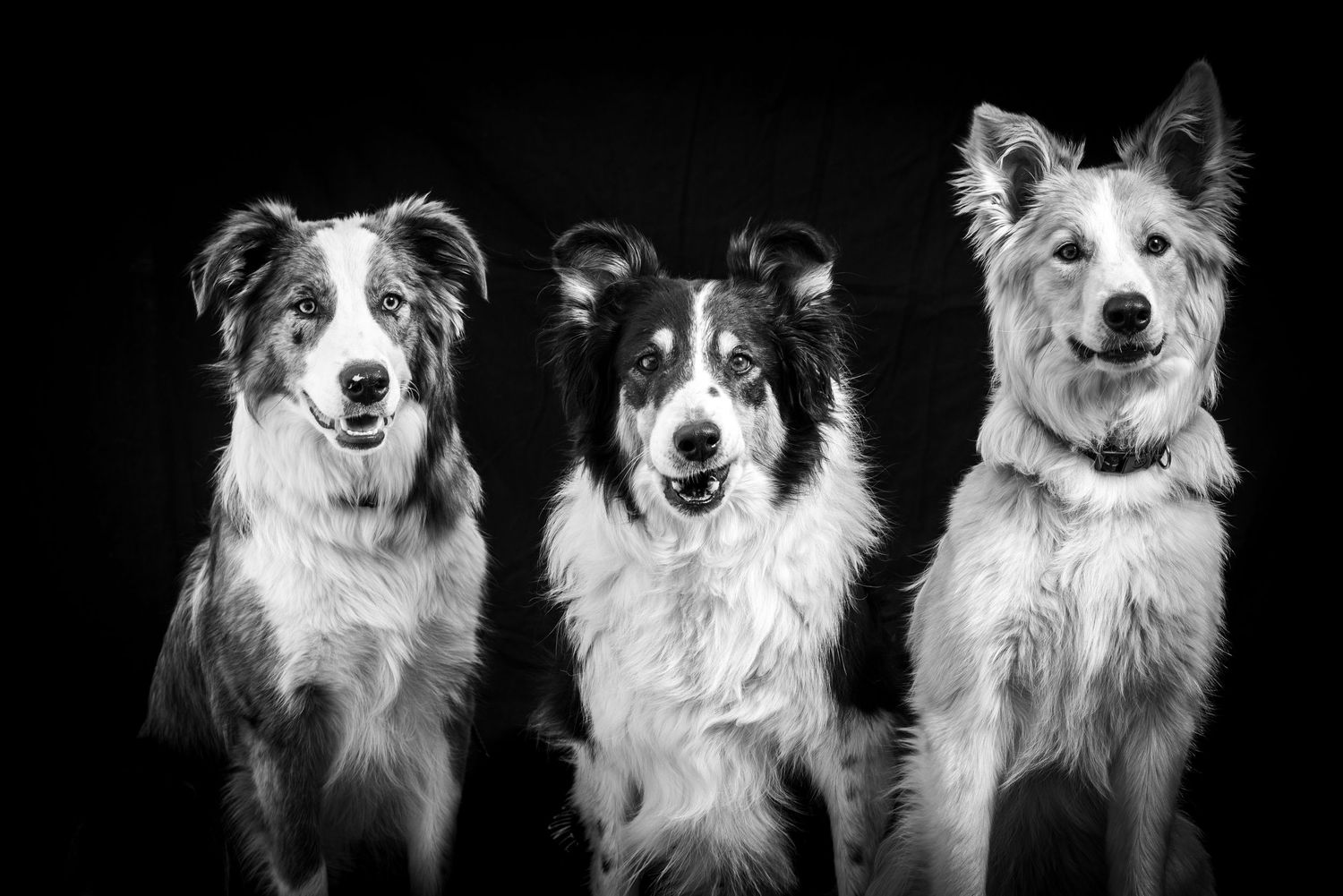 A series of black and white portraits of Border Collie dogs showing their expressive faces and fluffy coats.
