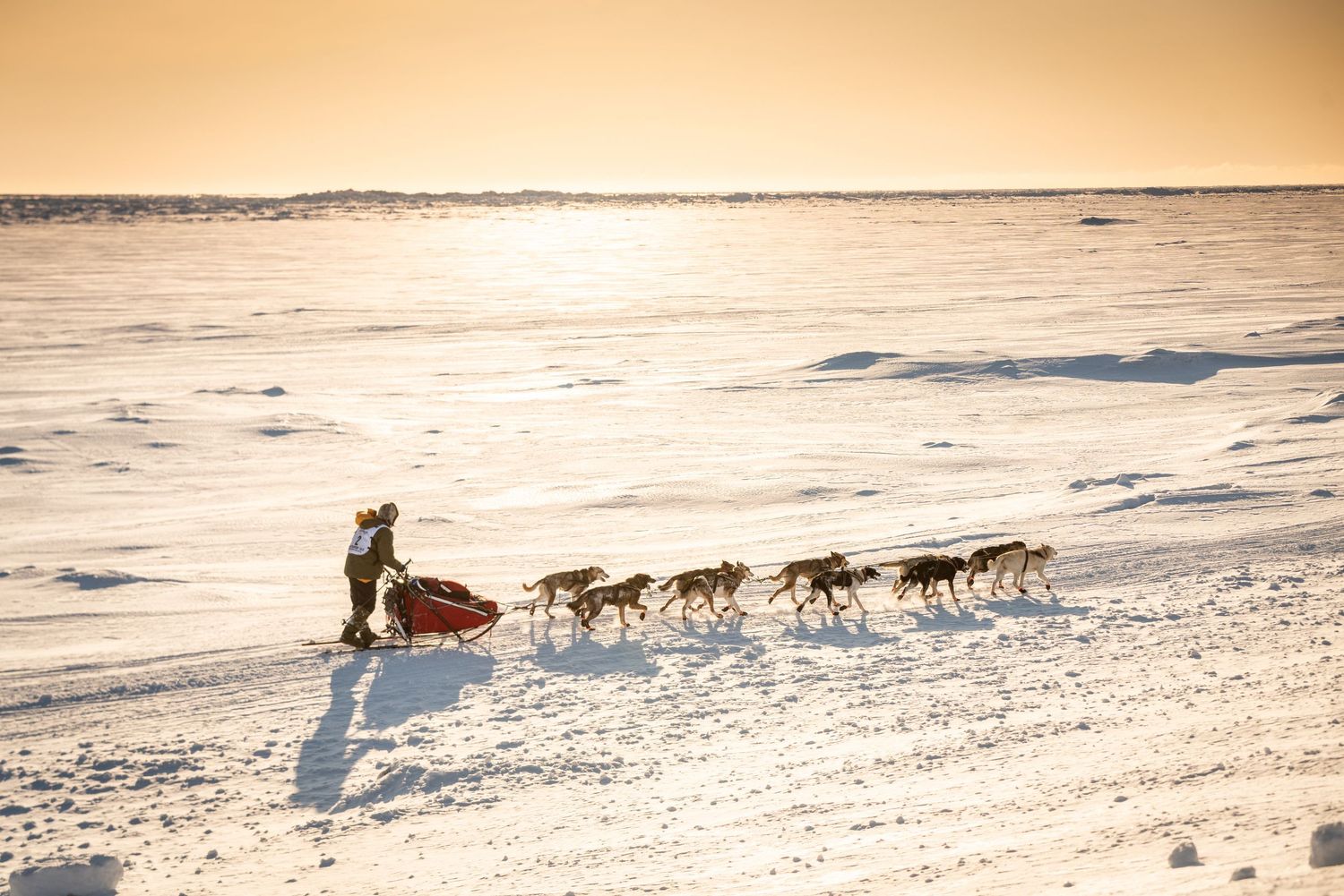 Sled dogs run across a pristine snowy plain during golden sunset hours. Mushingphotos.com Whitney McLaren Photography