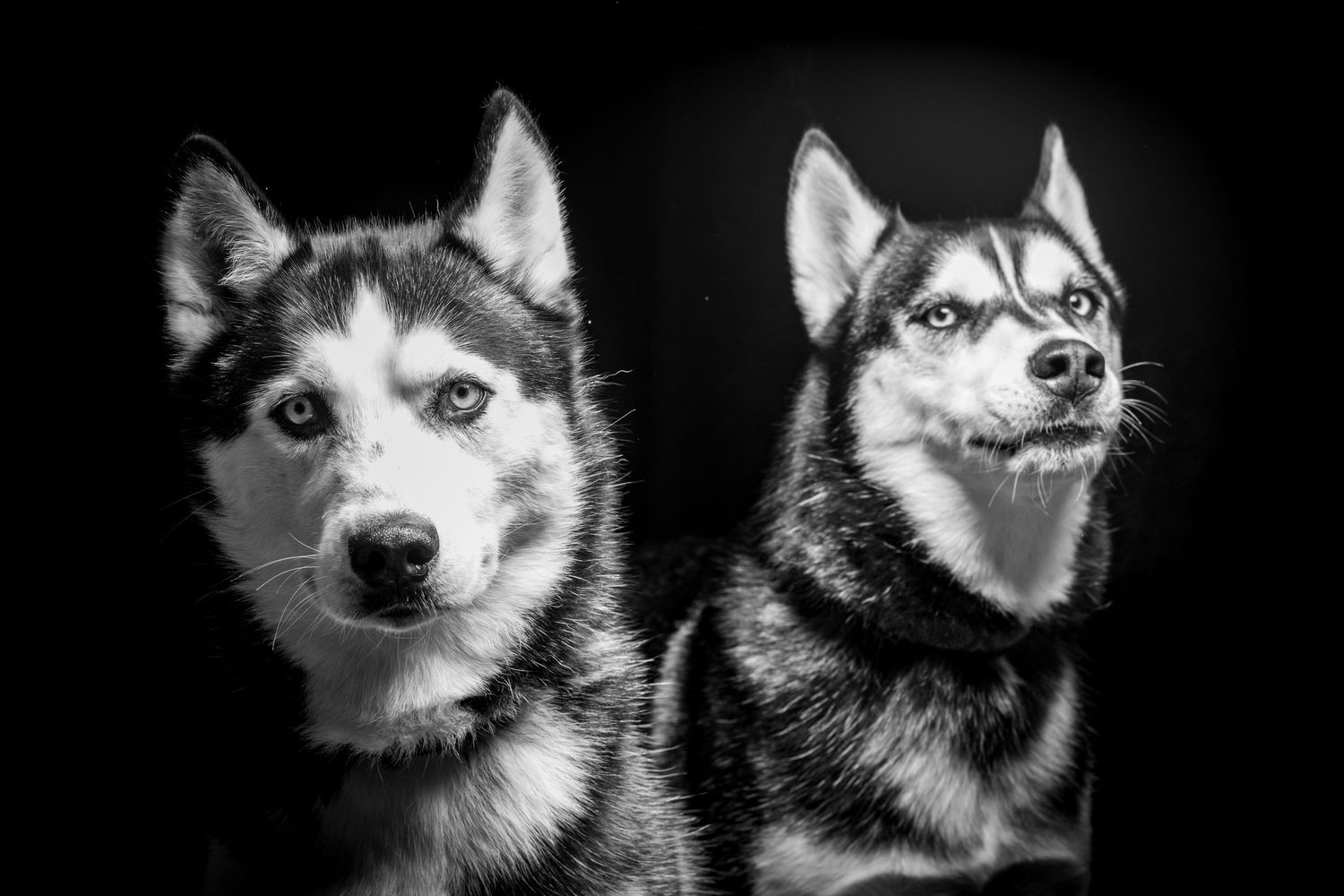 Black and white studio portrait of two Siberian Huskies with striking facial markings. Alaskapetportraits.com Whitney McLaren Photography