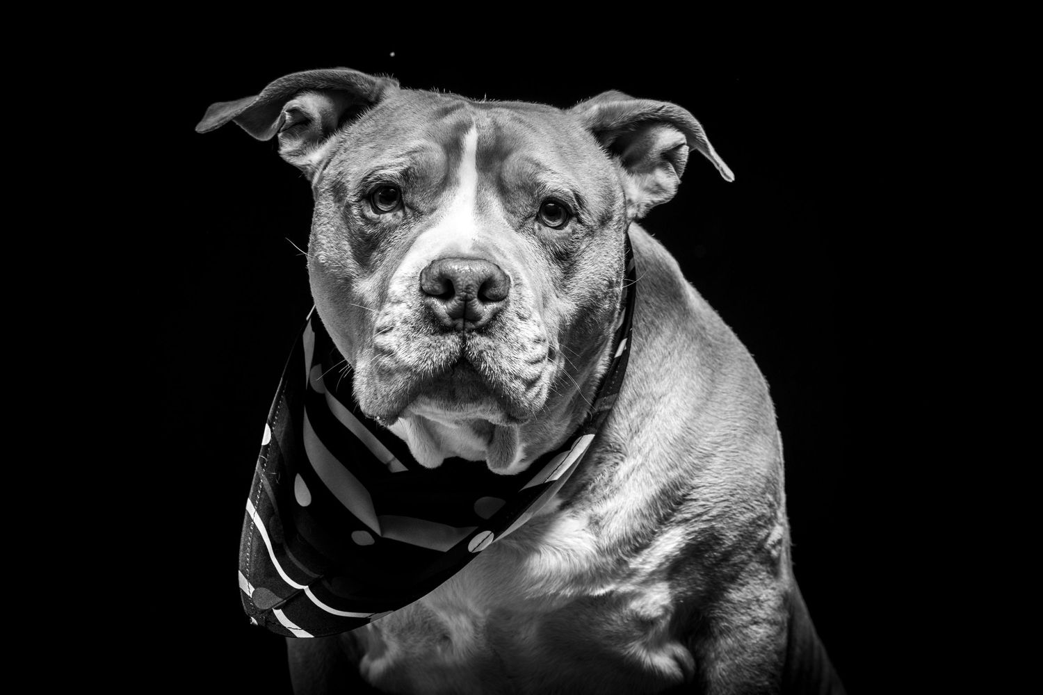 Close-up black and white portrait of a pit bull showing strong facial features. Alaskapetportraits.com Whitney McLaren Photography