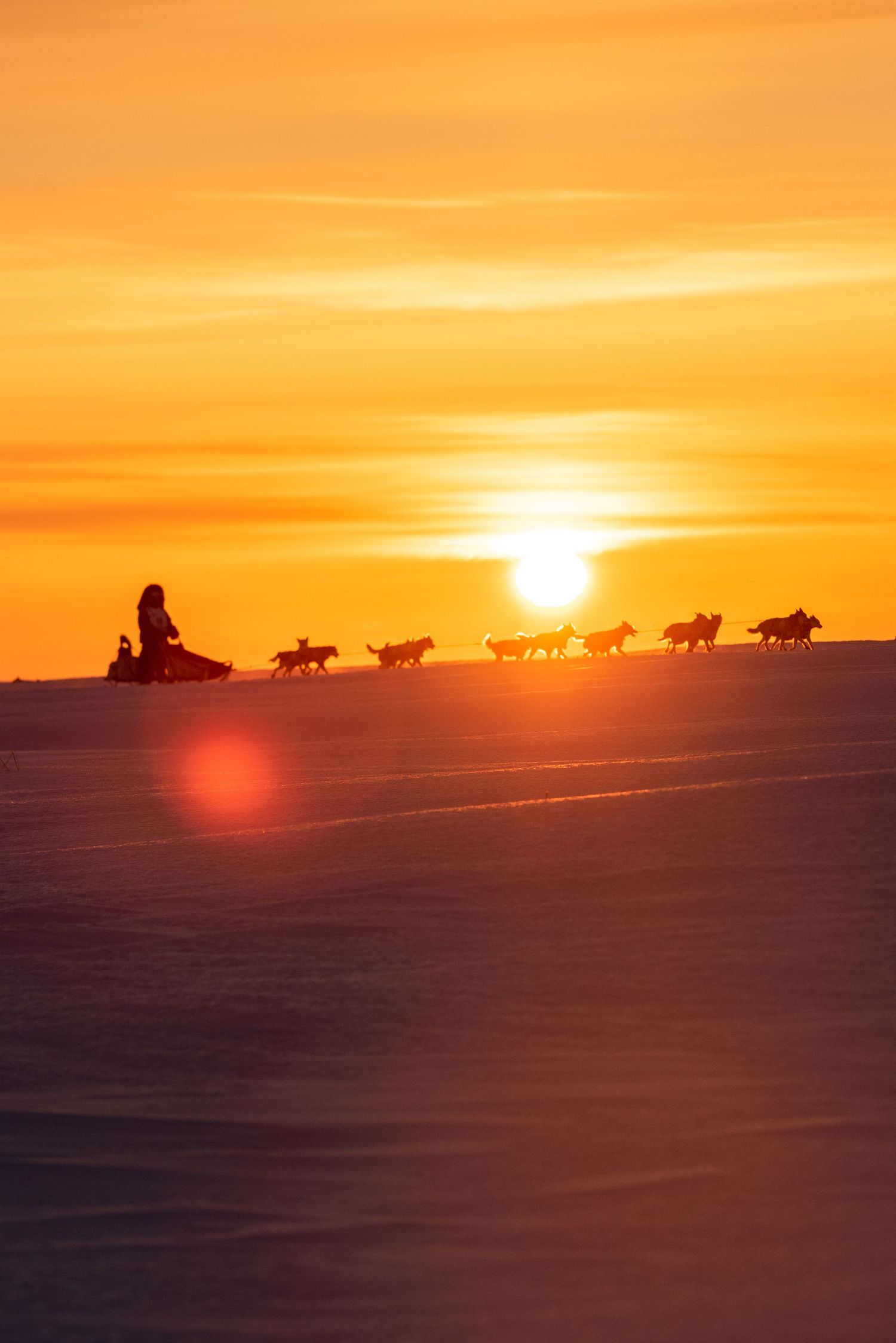 Silhouette of dog sled team crossing horizon during golden sunset.