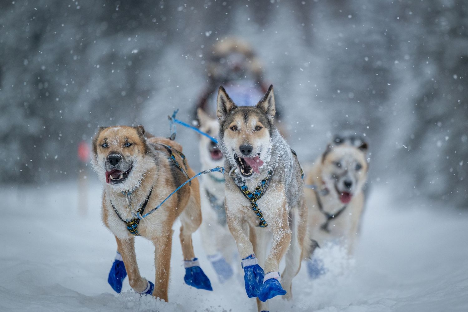 Sled dogs wearing blue protective boots race through falling snow. Mushingphotos.com Whitney McLaren Photography