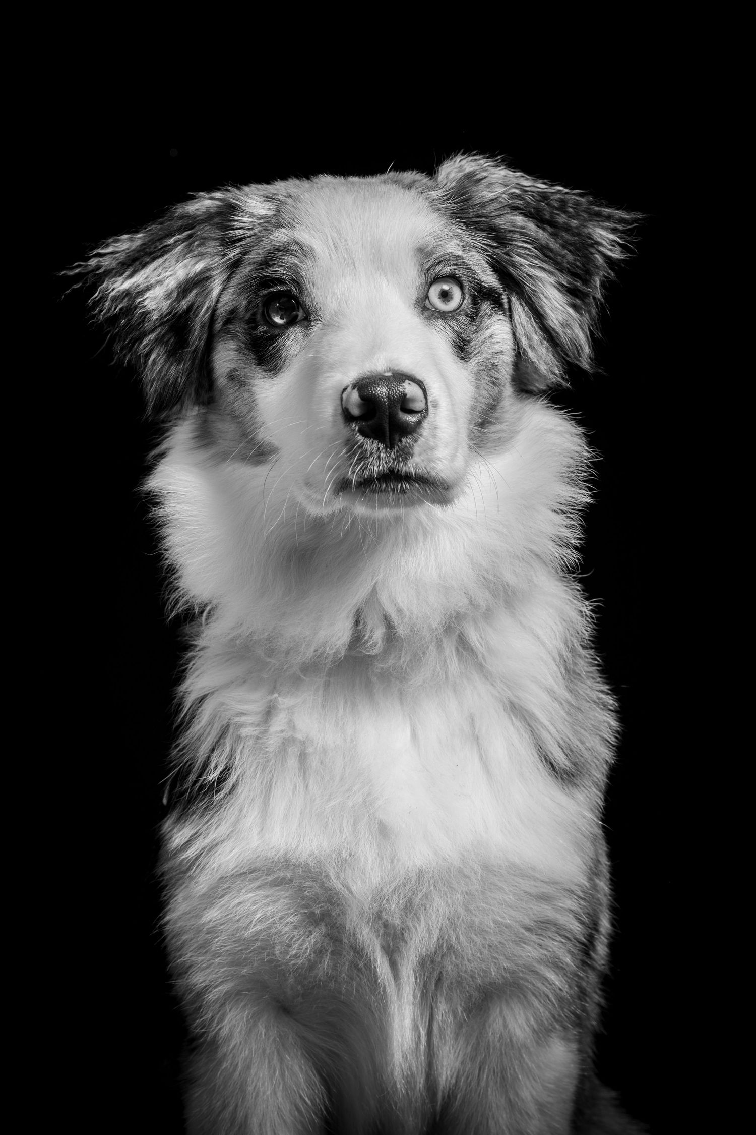 Black and white portrait of an Australian Shepherd with striking blue eyes. Alaskapetportraits.com Whitney McLaren Photography