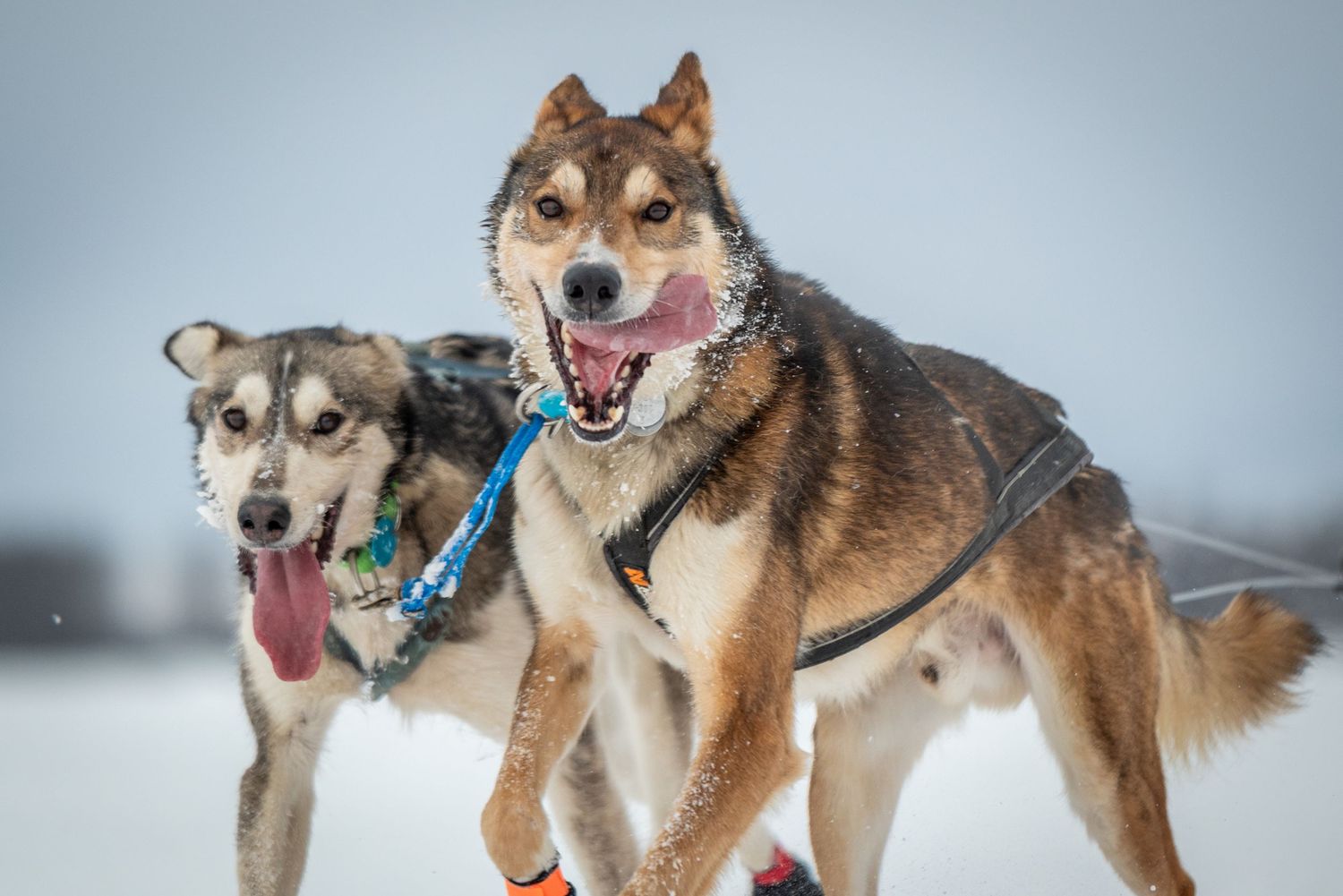 Energetic sled dogs in harnesses running through winter landscape with tongues out. Mushingphotos.com Whitney McLaren Photography