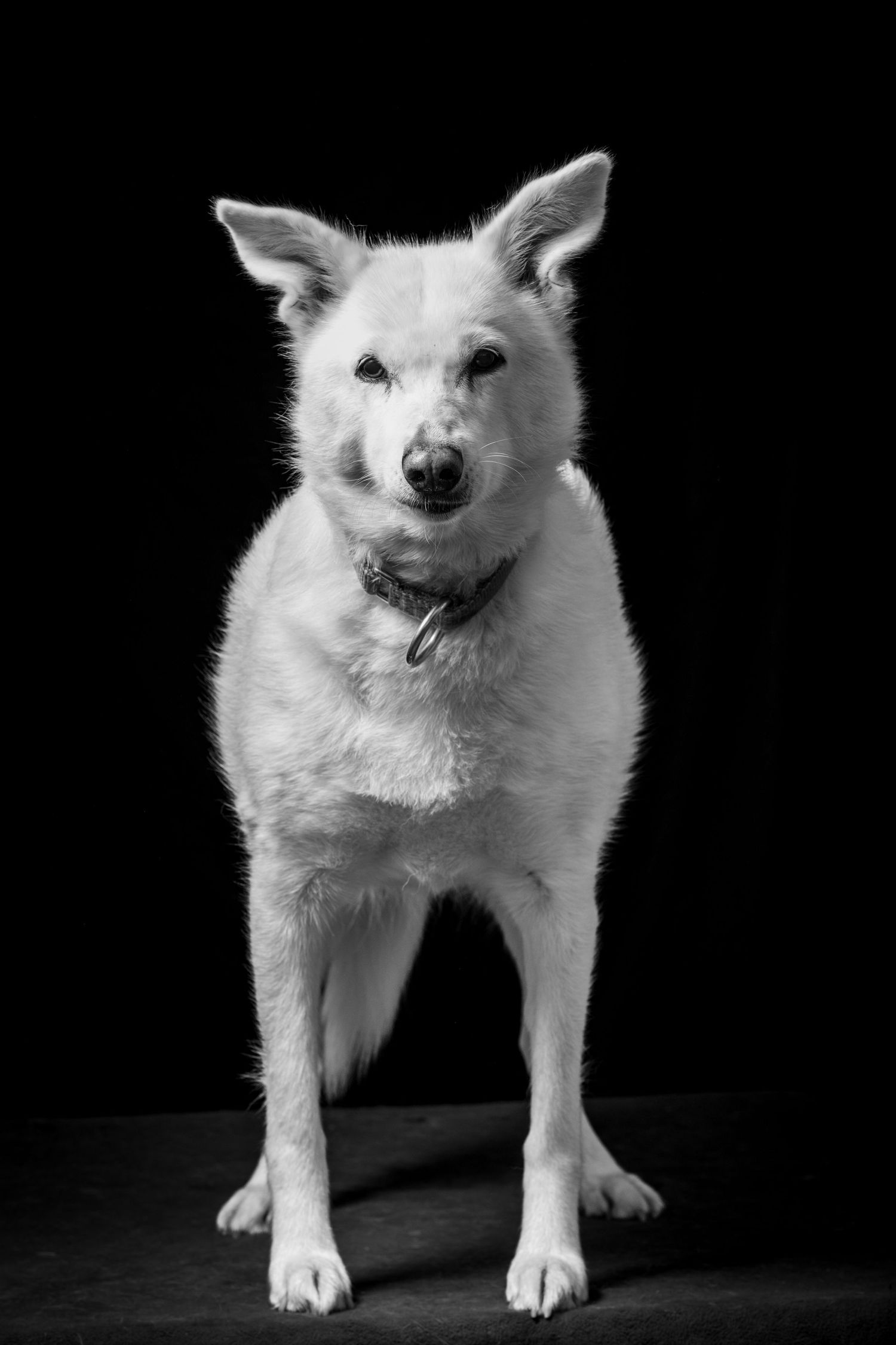 A white dog with pointed ears stands alert against a black background in a striking monochrome portrait. Alaskapetportraits.com