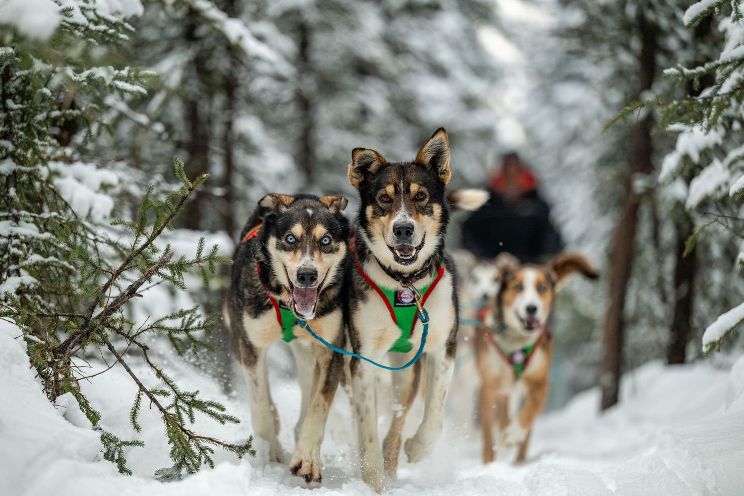 Line of sled dogs in snowy forest wearing green harnesses. Mushingphotos.com Whitney McLaren Photography