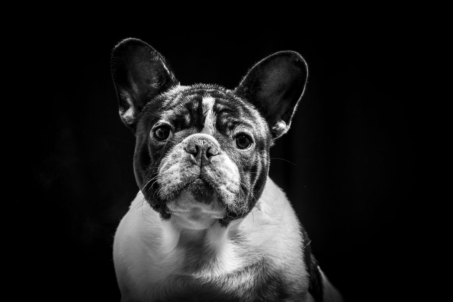Close-up black and white portrait of a French Bulldog with distinctive bat ears. Alaskapetportraits.com Whitney McLaren Photography