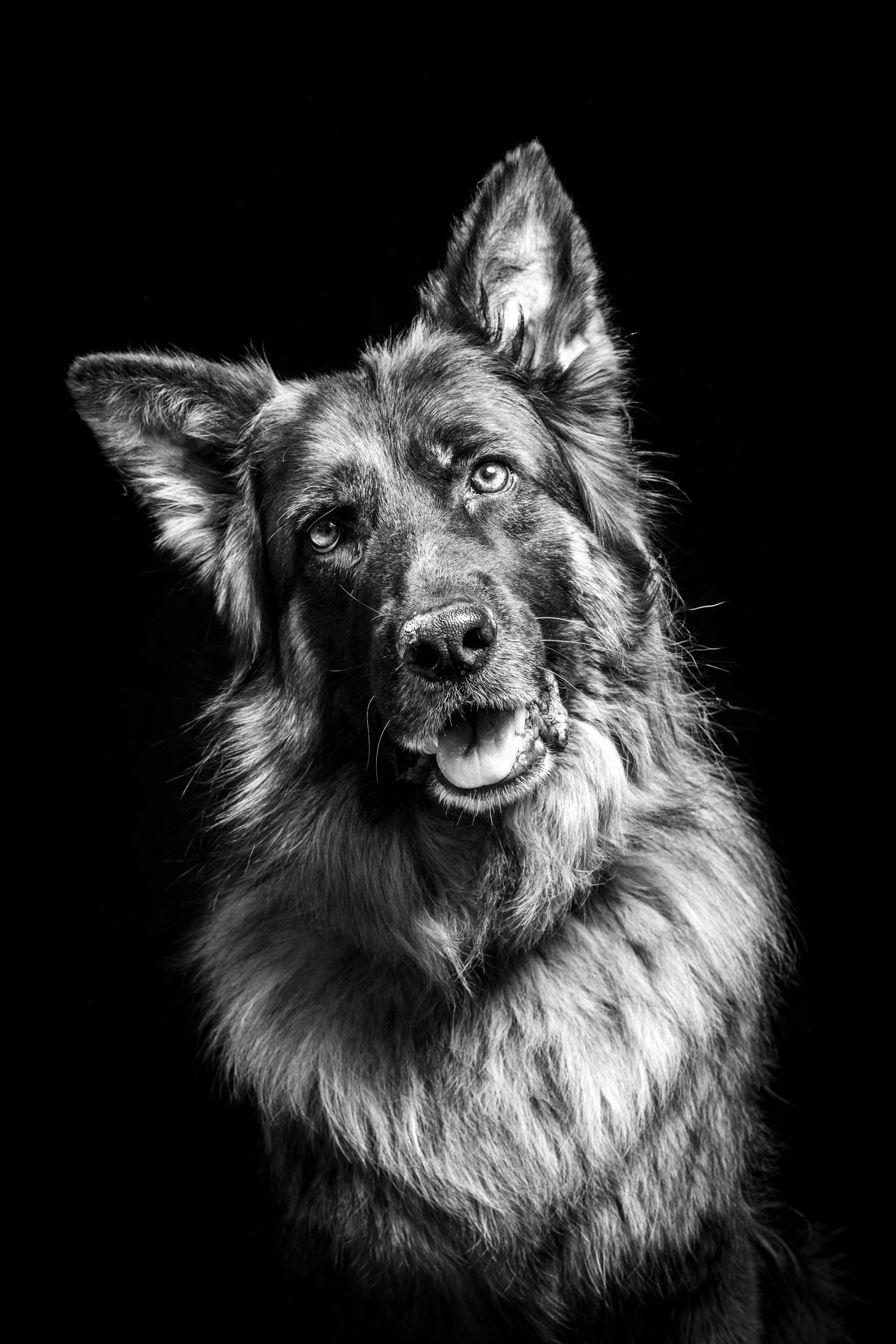 Majestic long-haired dog photographed in striking black and white portrait style. Alaskapetportraits.com Whitney McLaren Photography