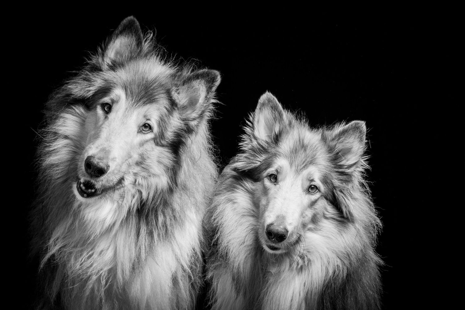 Two Shetland Sheepdogs with fluffy coats pose together in a black and white portrait. Alaskapetportraits.com Whitney McLaren Photography