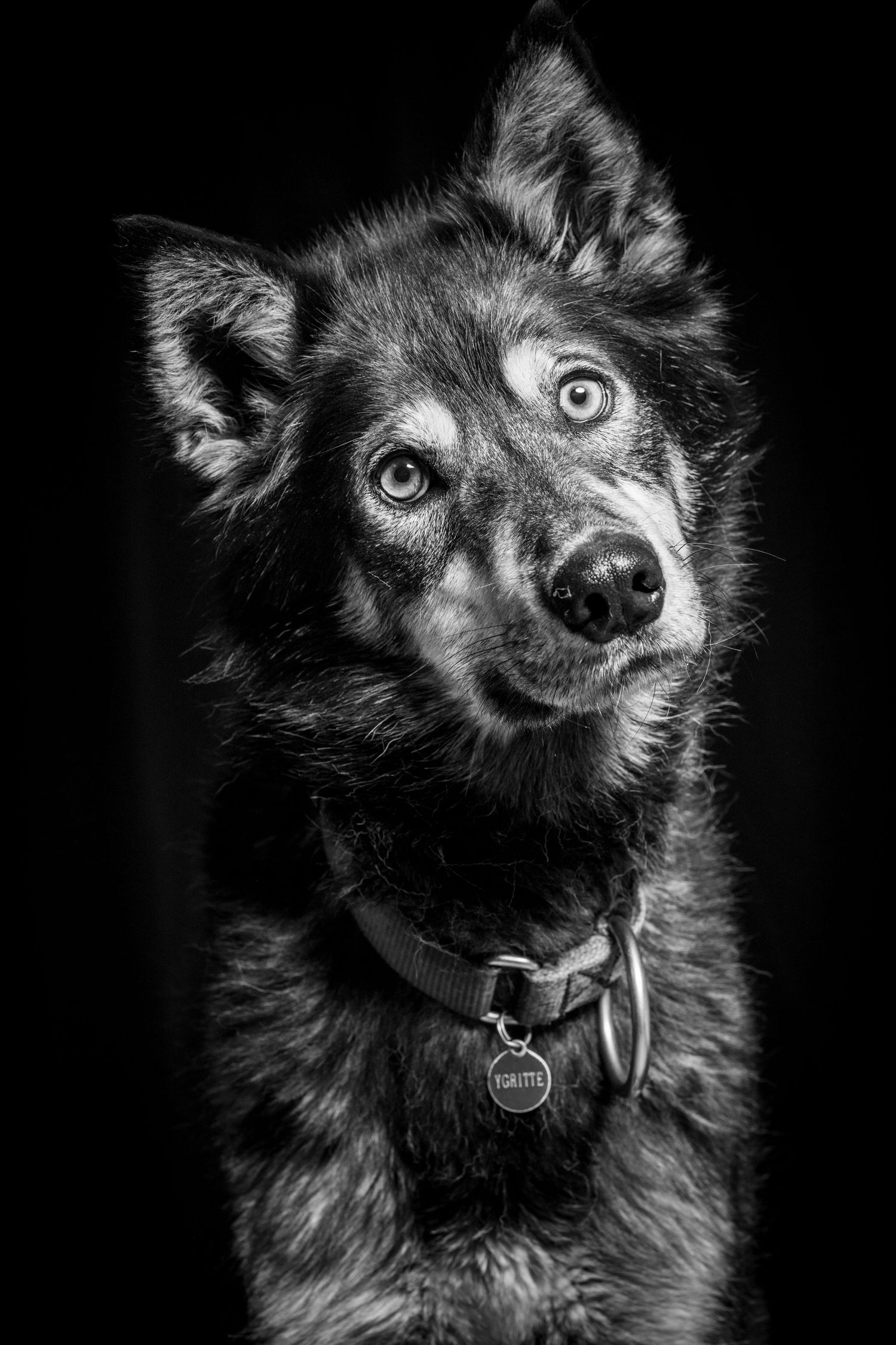 Black and white portrait of an alert dog wearing a collar with tag, against a dark background.
