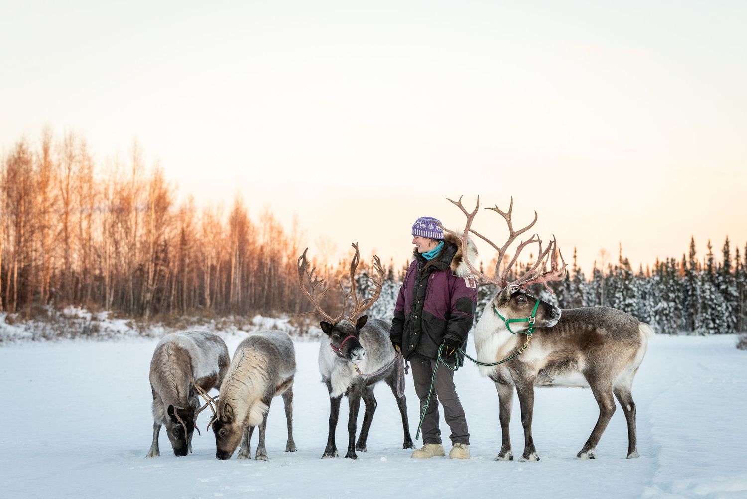 Child feeding reindeer in snowy Lapland forest at golden sunset, traditional Sami culture winter scene.