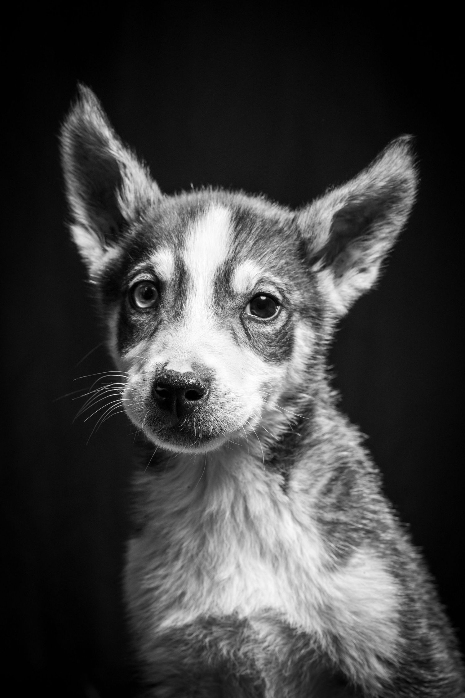 Black and white portrait of an adorable puppy with perky ears and soulful eyes against a dark background.