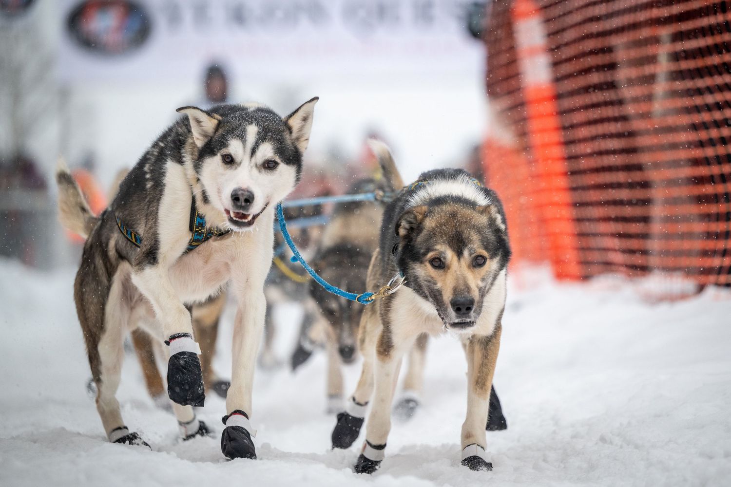 Sled dogs wearing protective boots race through snowy course during competition. Mushingphotos.com Whitney McLaren Photography