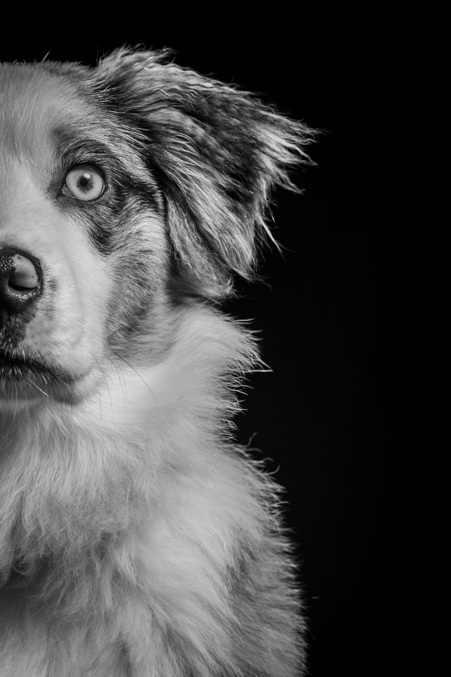 Dramatic black and white partial face portrait of an Australian Shepherd with piercing light eyes. Alaskapetportraits.com Whitney McLaren Ph