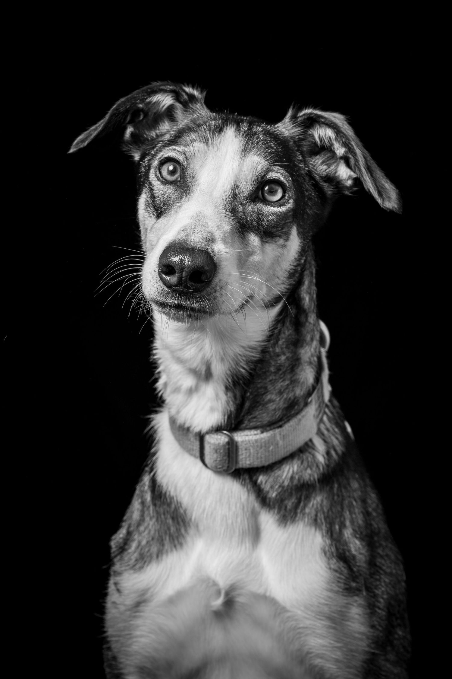 Black and white portraits of a mixed breed dog showing expressive facial expressions against dark background. Alaskapetportraits.com