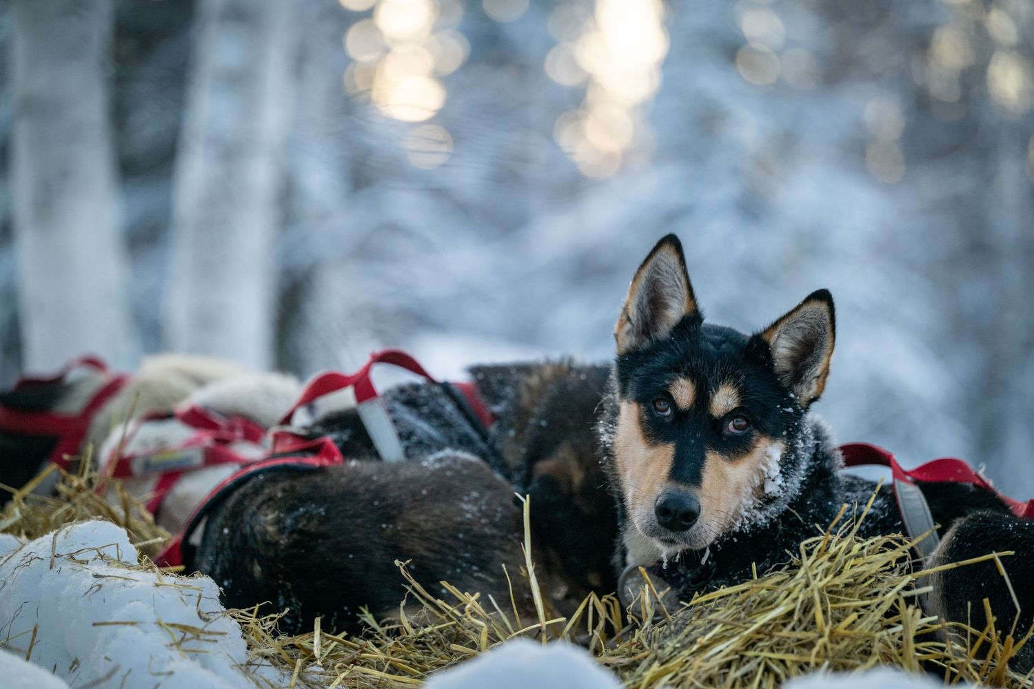 Tired sled dogs resting on hay during a break from racing in the snow. Mushingphotos.com Whitney McLaren Photography
