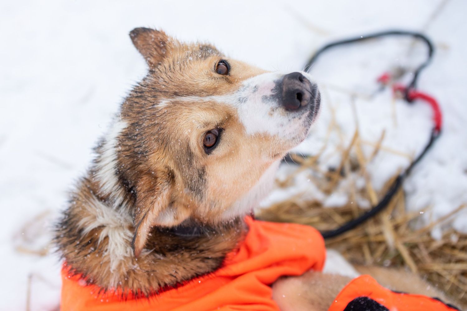 Close-up portrait of a sled dog wearing an orange jacket in the snow. Mushingphotos.com Whitney McLaren Photography