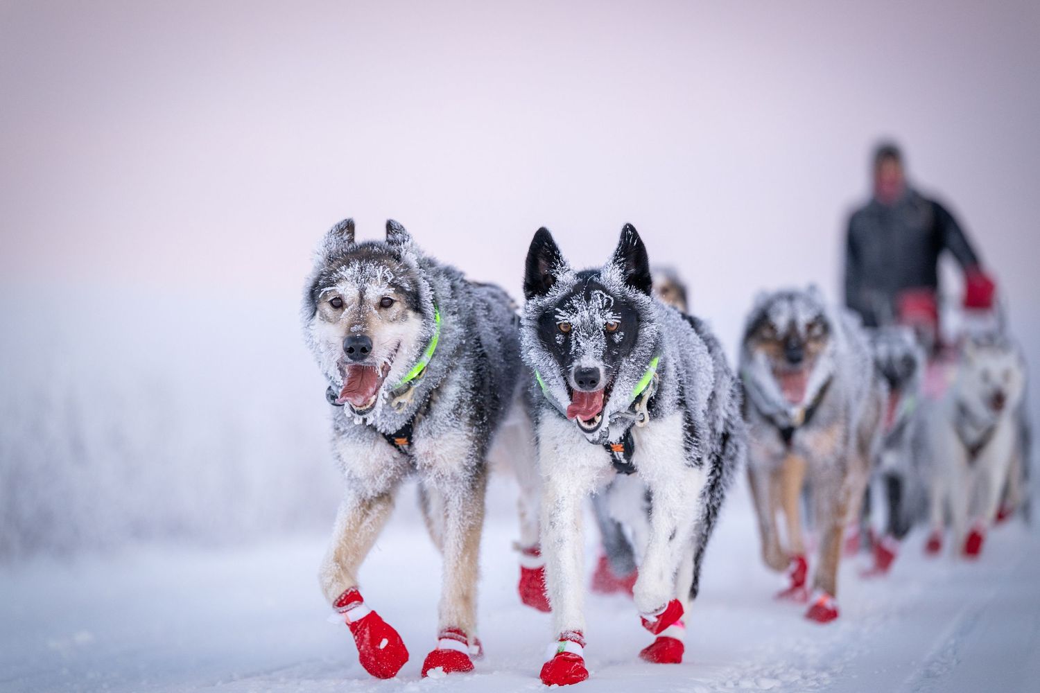 Team of huskies wearing red booties run in formation through snowy terrain. Mushingphotos.com Whitney McLaren Photography
