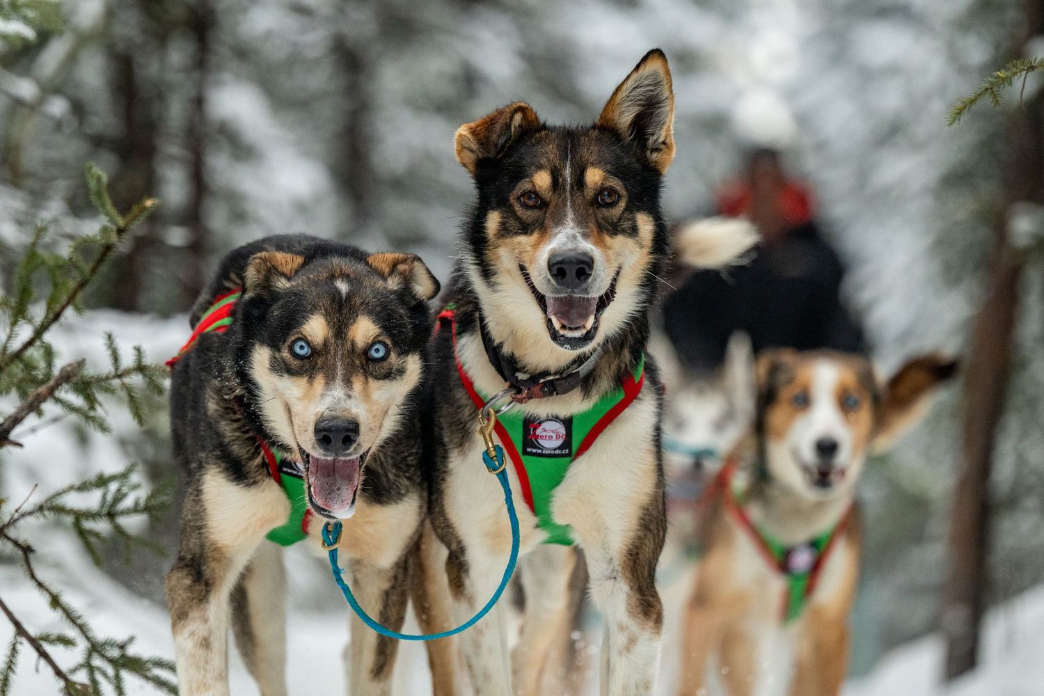 Team of harnessed sled dogs running together through snow covered forest path. Mushingphotos.com Whitney McLaren Photography