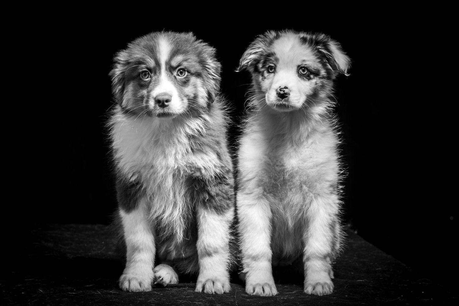 Two Australian Shepherd puppies sitting side by side in a black and white portrait. Alaskapetportraits.com Whitney McLaren Photography