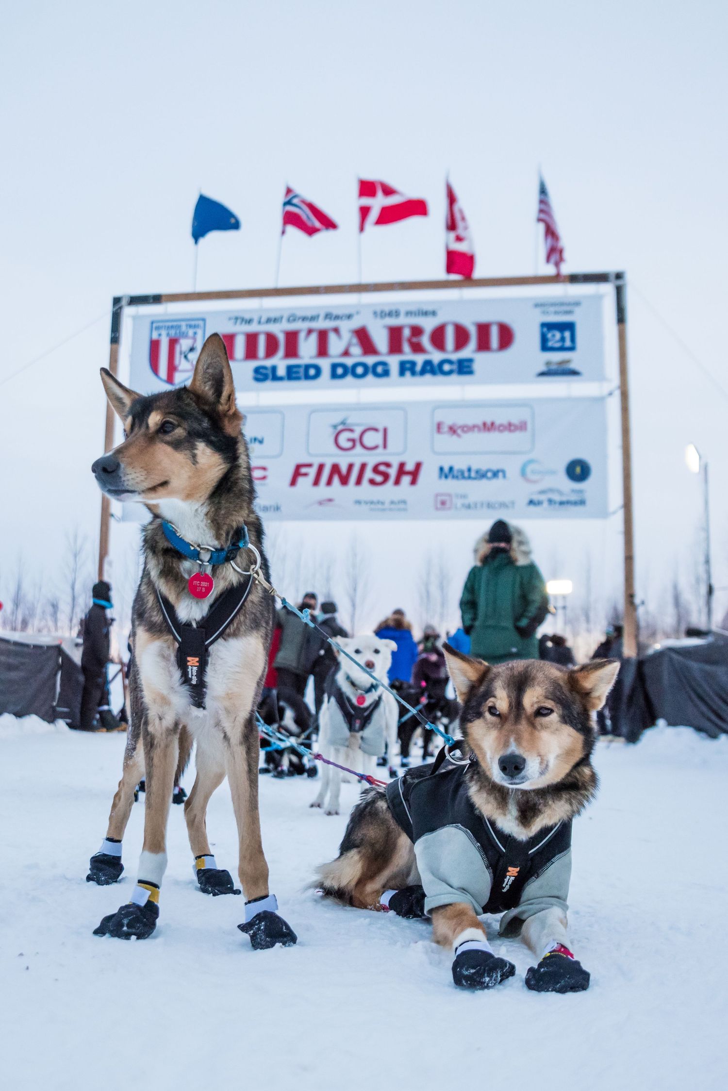 Sled dogs wearing protective booties rest at an Iditarod finish. Mushingphotos.com Whitney McLaren Photography
