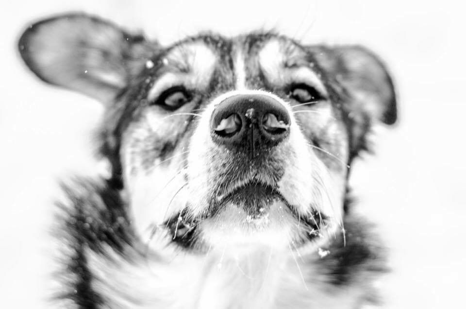 Close-up black and white portrait of a husky mix dog with striking eyes and expressive face. AlaskaPetPortraits.com Mushingphotos.com