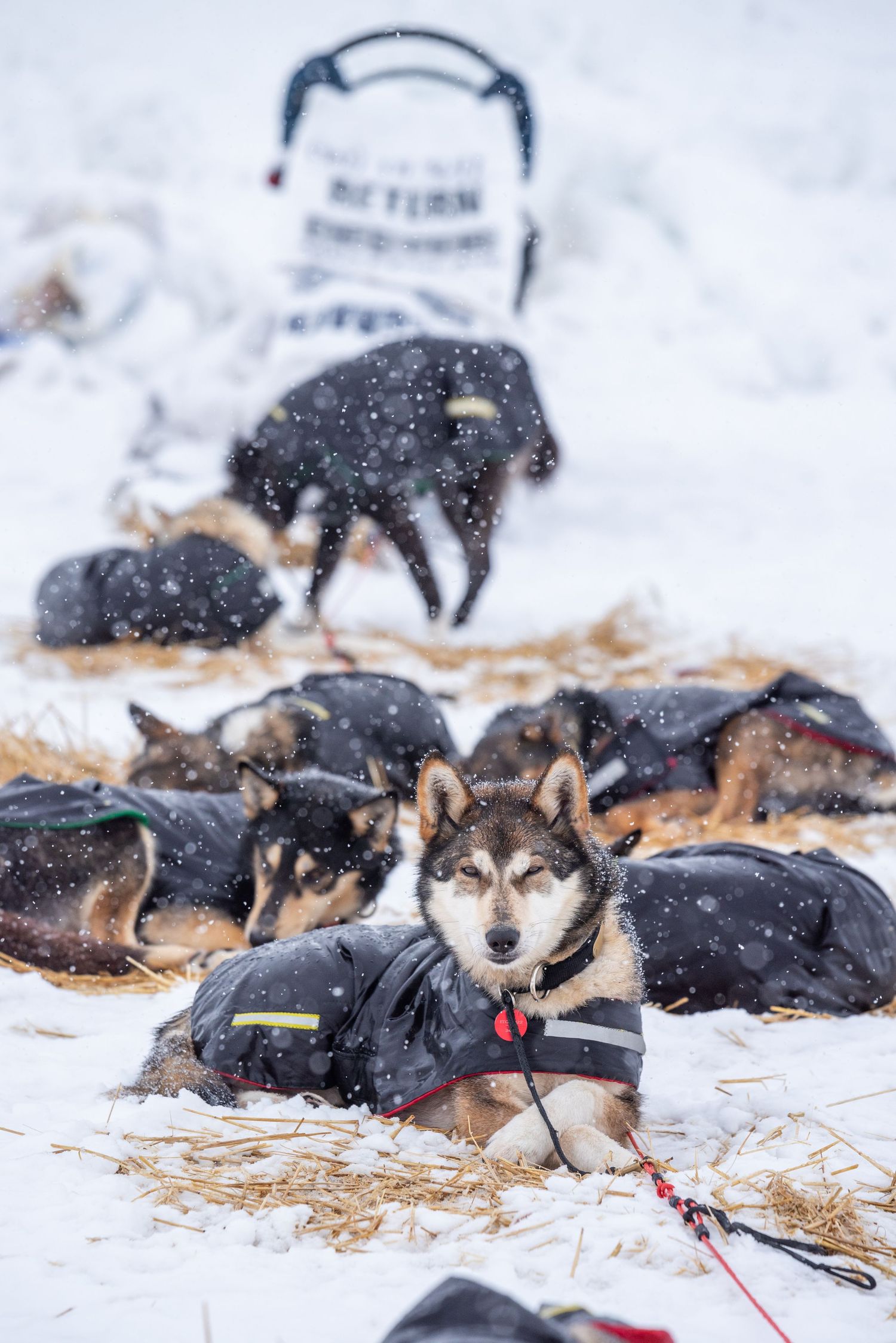 Sled dogs take a break on straw bedding during a winter race. Mushingphotos.com Whitney McLaren Photography
