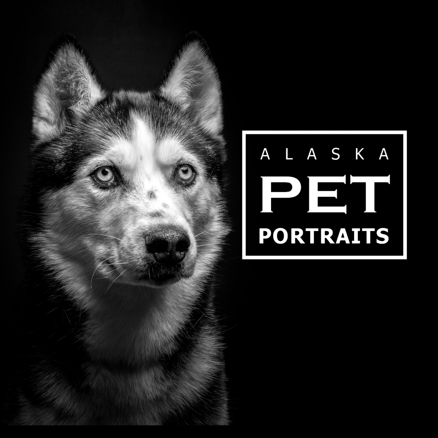 Black and white portrait of a Siberian Husky with the Alaska Pet Portraits logo on a dark background.