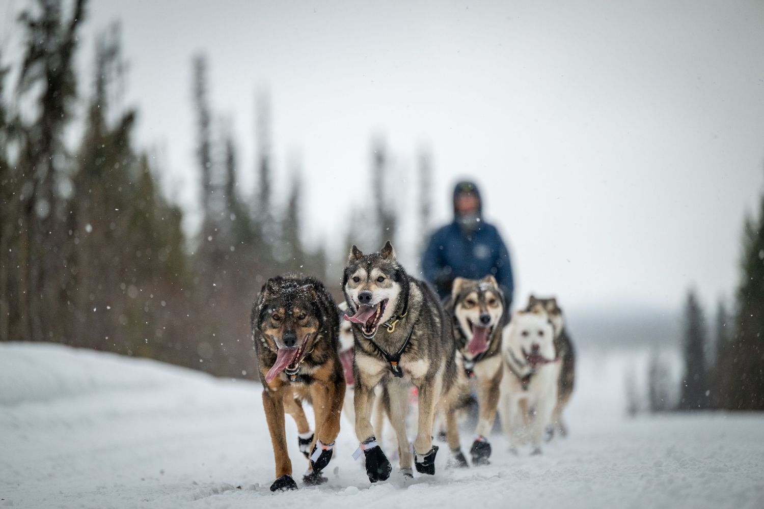 A line of sled dogs pulls through a snowy forest trail during competition. Mushingphotos.com Whitney McLaren Photography