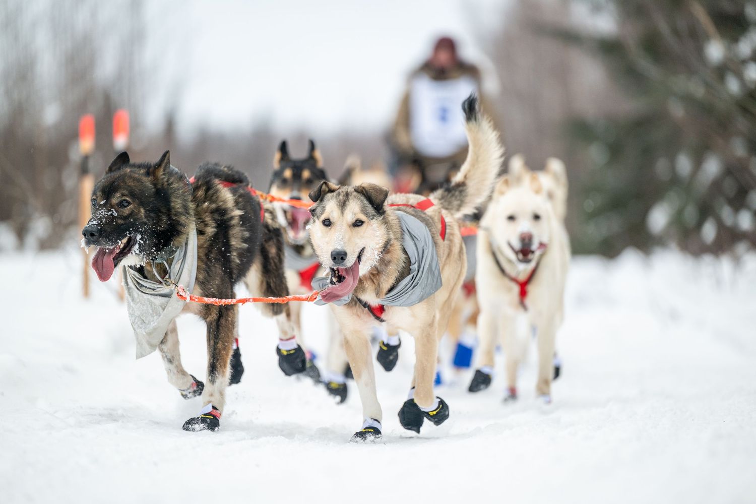 Sled dogs in harnesses racing through snowy trail during a dog sled race with musher visible in background.