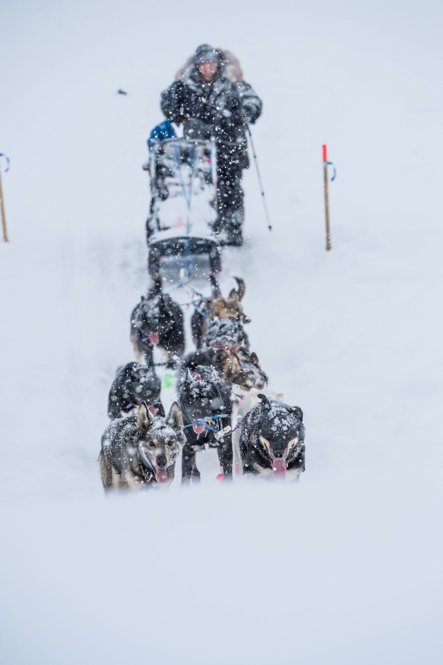 Dog sled teams navigate through heavy snowfall during a winter race. Mushingphotos.com Whitney McLaren Photography
