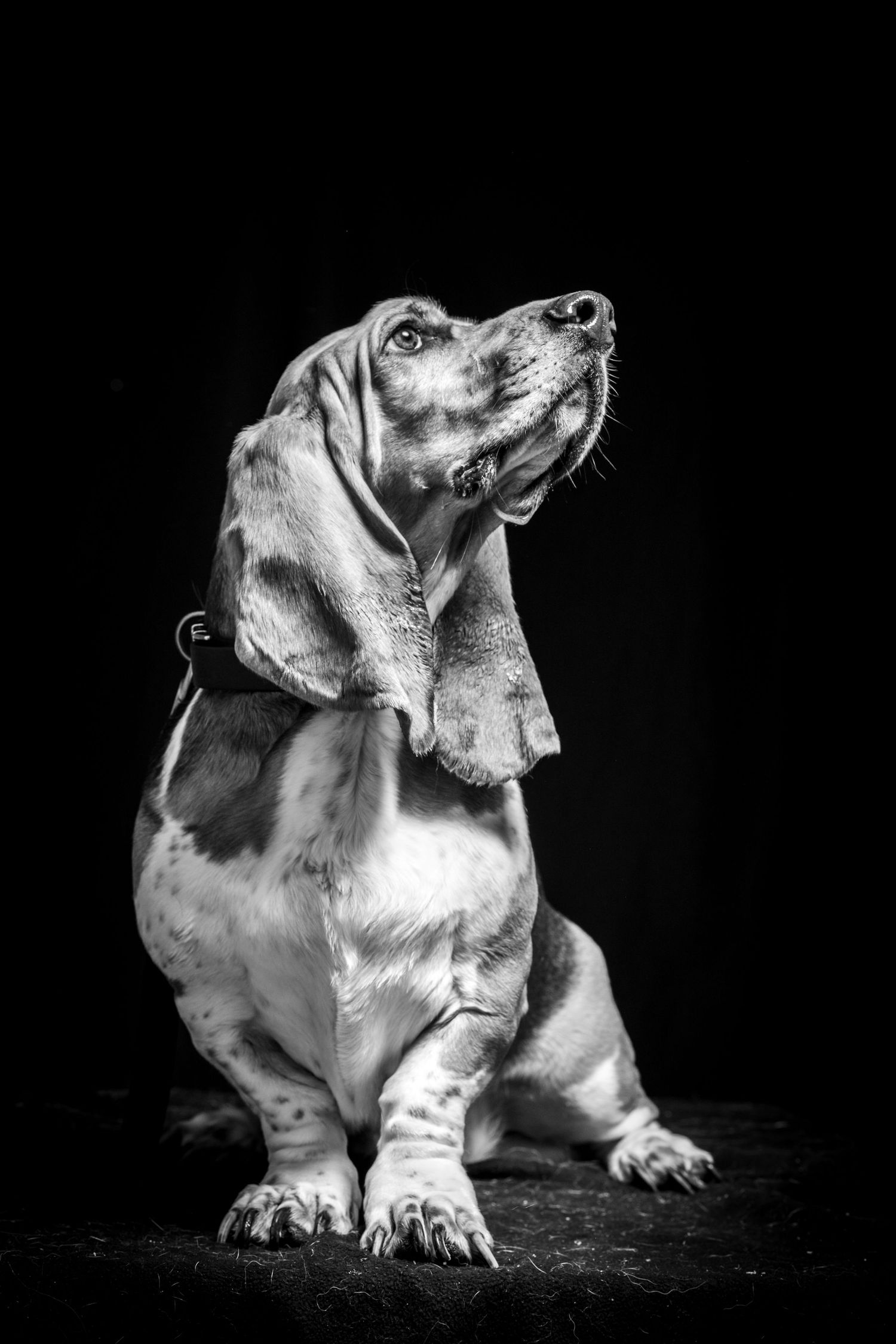 Low angle black and white portrait of a basset hound with wrinkled expression. Alaskapetportraits.com Whitney McLaren Photography