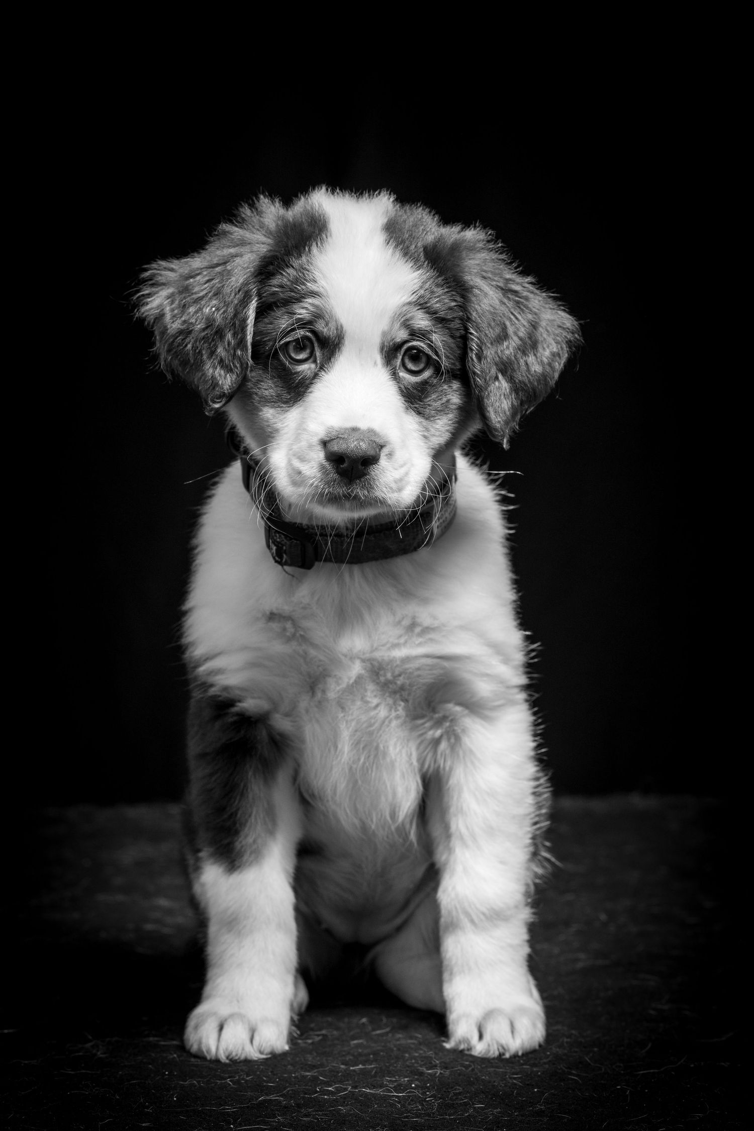 Black and white portrait of an adorable puppy. Alaskapetportraits.com Whitney McLaren Photography