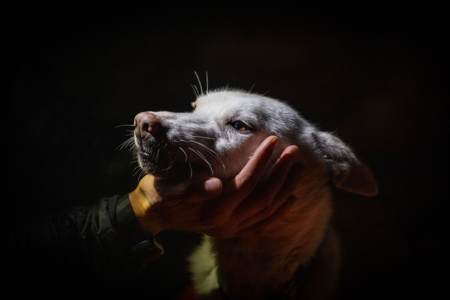 A solo sled dog receives care on a race across a snowy landscape during a winter competition. Mushingphotos.com Whitney McLaren Photography