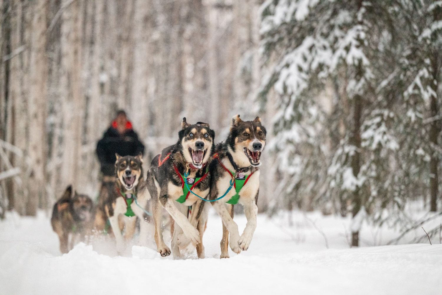 Sled dogs run through a snowy forest trail wearing green harnesses during winter training. Mushingphotos.com Whitney McLaren Photography