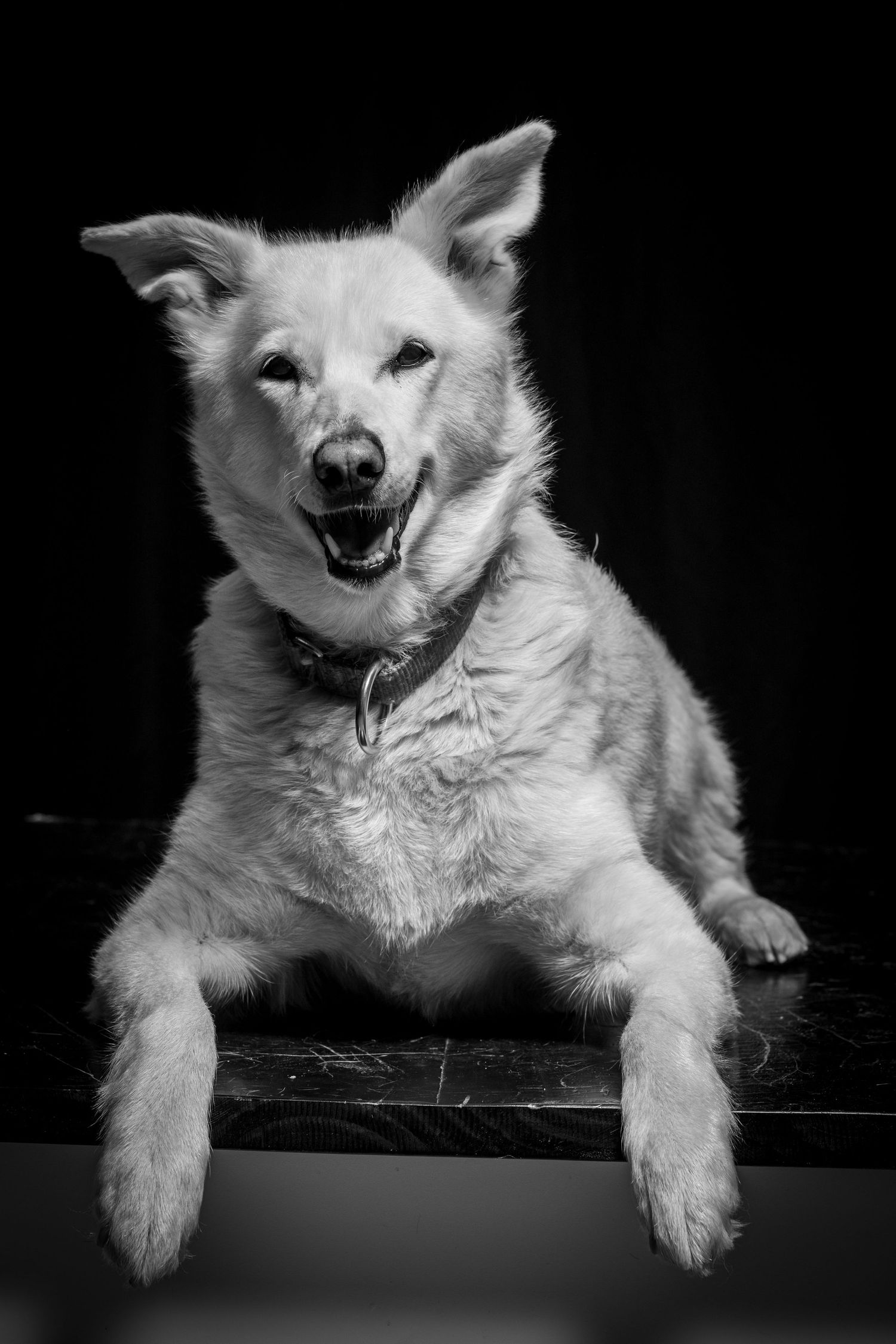 Black and white portrait of a happy fluffy dog with paws resting on a ledge against a dark background.