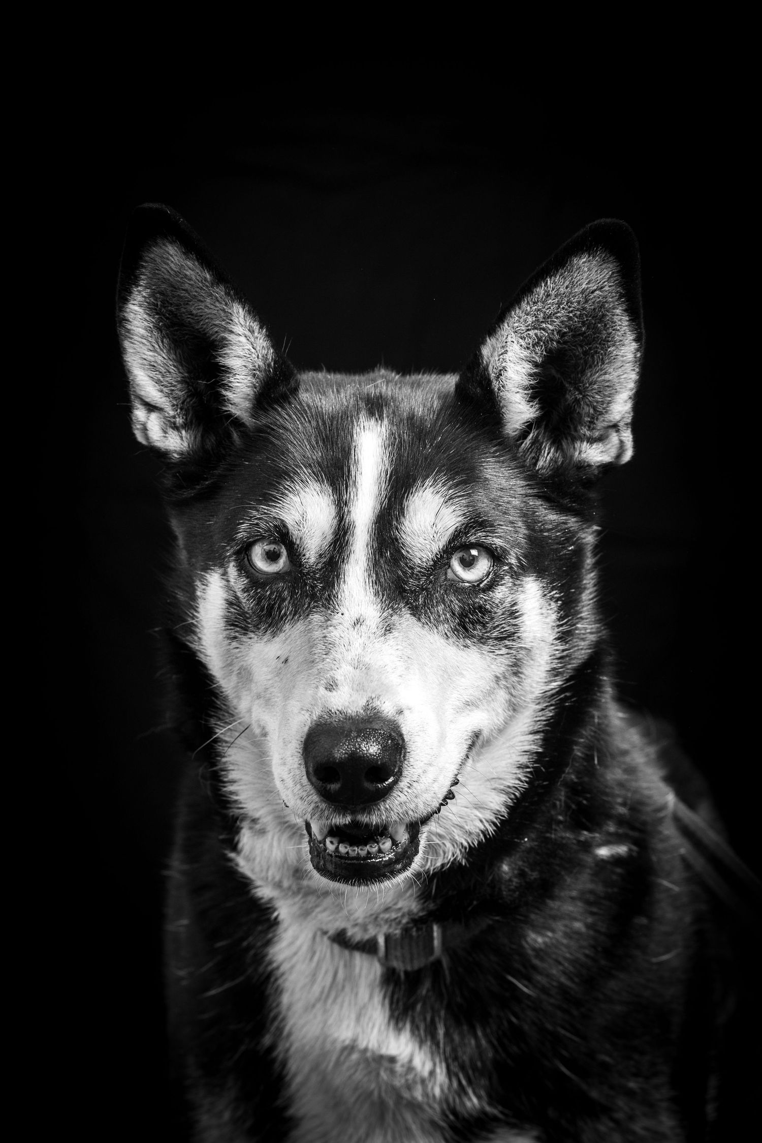 Black and white portrait series of a Husky dog showing various facial expressions against a dark background. Alaskapetportraits.com