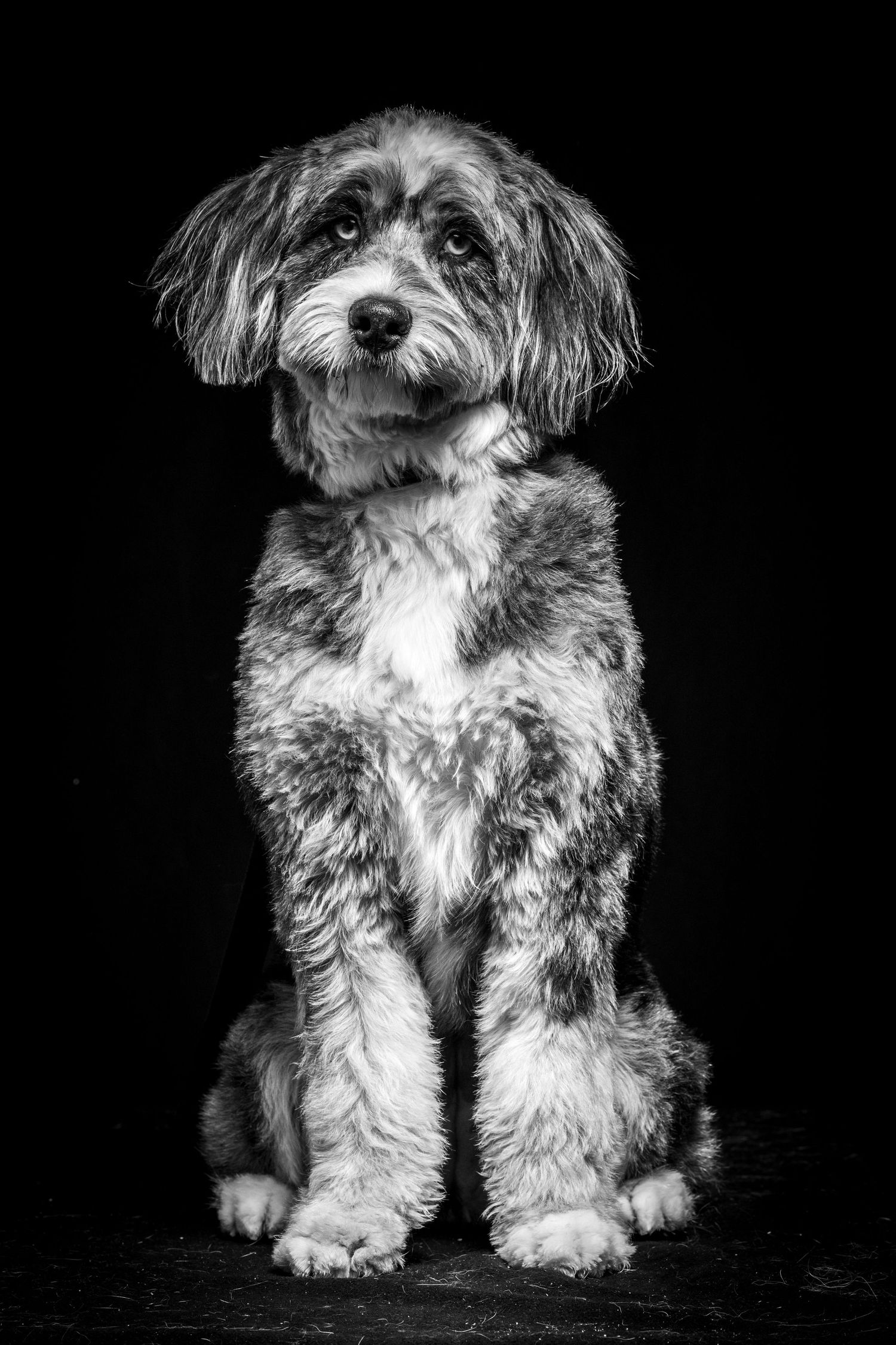 Studio portrait of a scruffy mixed breed dog with long fur. Alaskapetportraits.com Whitney McLaren Photography