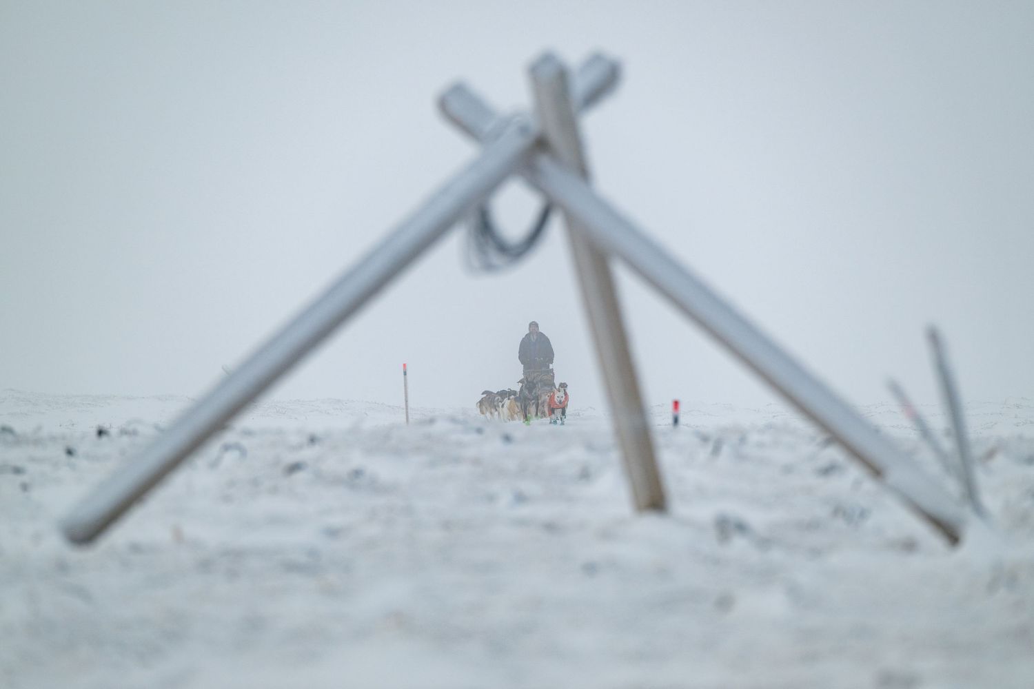Snow covered trail markers and poles guide the way through a winter landscape. Mushingphotos.com Whitney McLaren Photography