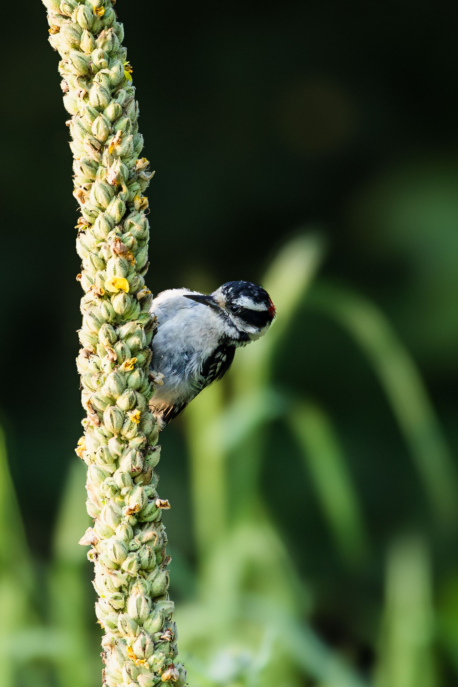 Downy woodpecker clinging to a tall green plant stalk while foraging for food against a dark green background.