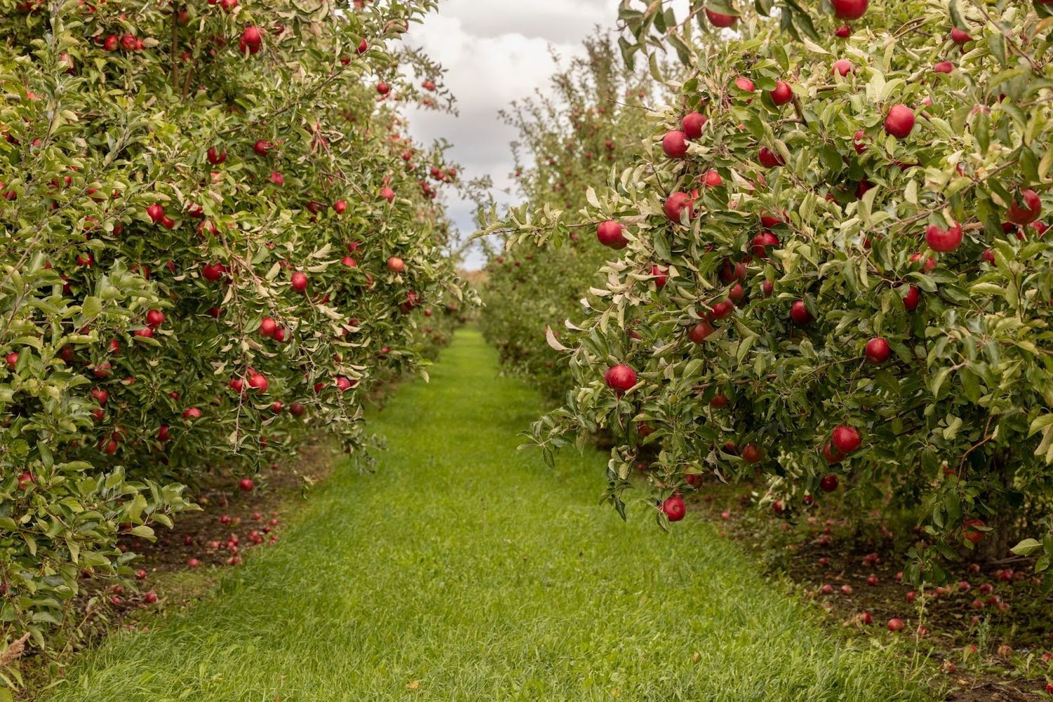 Rows of apple trees heavily laden with ripe red apples in a lush green orchard with a grassy path between them.