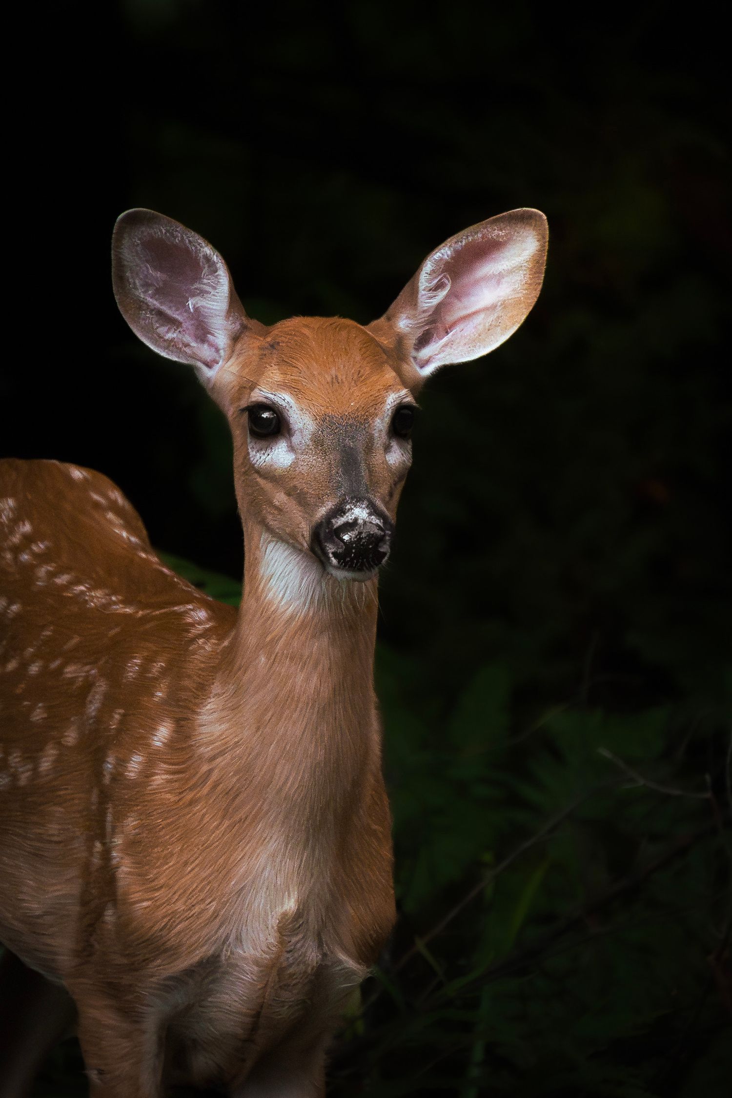 A young white-tailed deer fawn with spotted fur and alert ears stands against a dark background in nature.