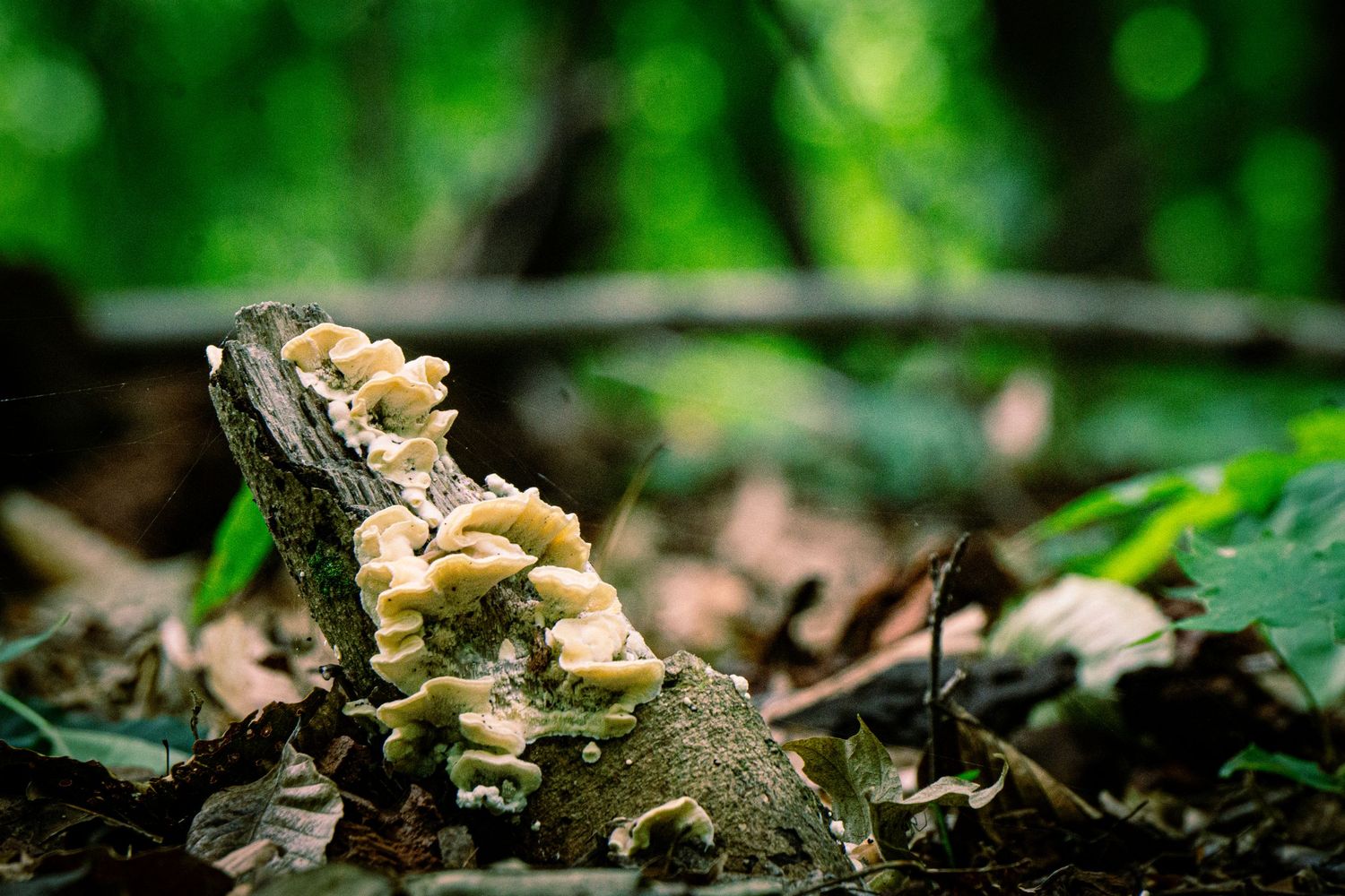 Close-up macro shots of small beige mushrooms growing on forest floor with blurred green foliage in background.
