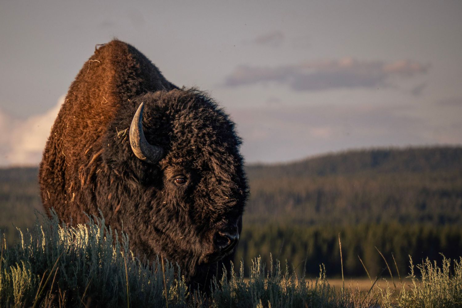 A majestic American bison stands in a grassy field against a cloudy sky at sunset.