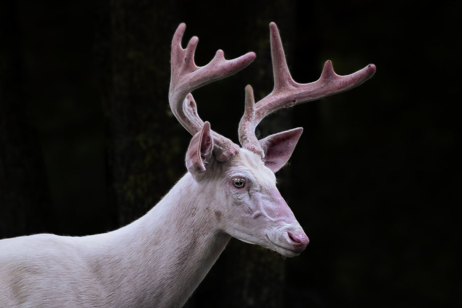A rare white deer with pink antlers stands against a dark background in profile view.