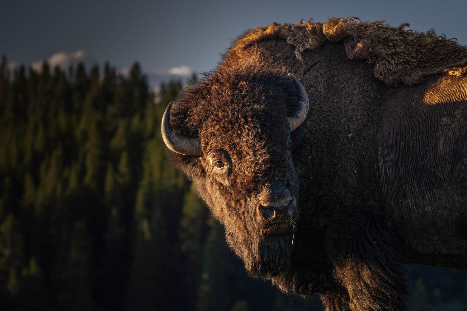 A majestic American bison stands against a dark forest background in dramatic lighting.