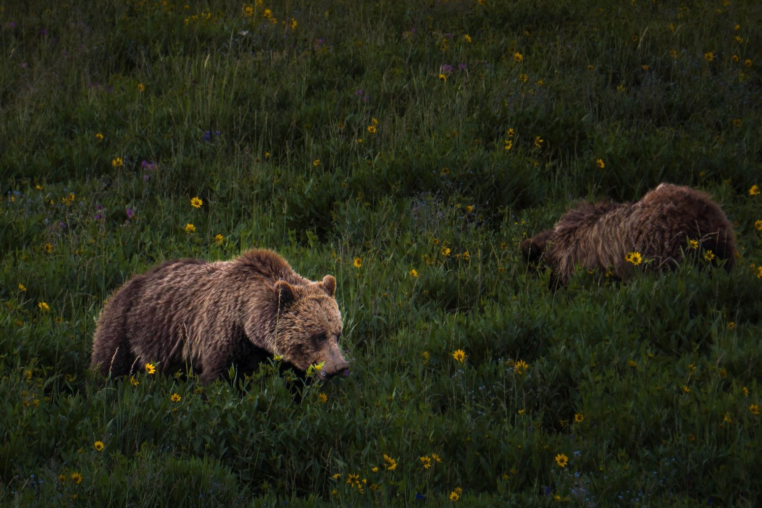 A brown grizzly bear lying down in a grassy meadow with yellow wildflowers scattered throughout the field.