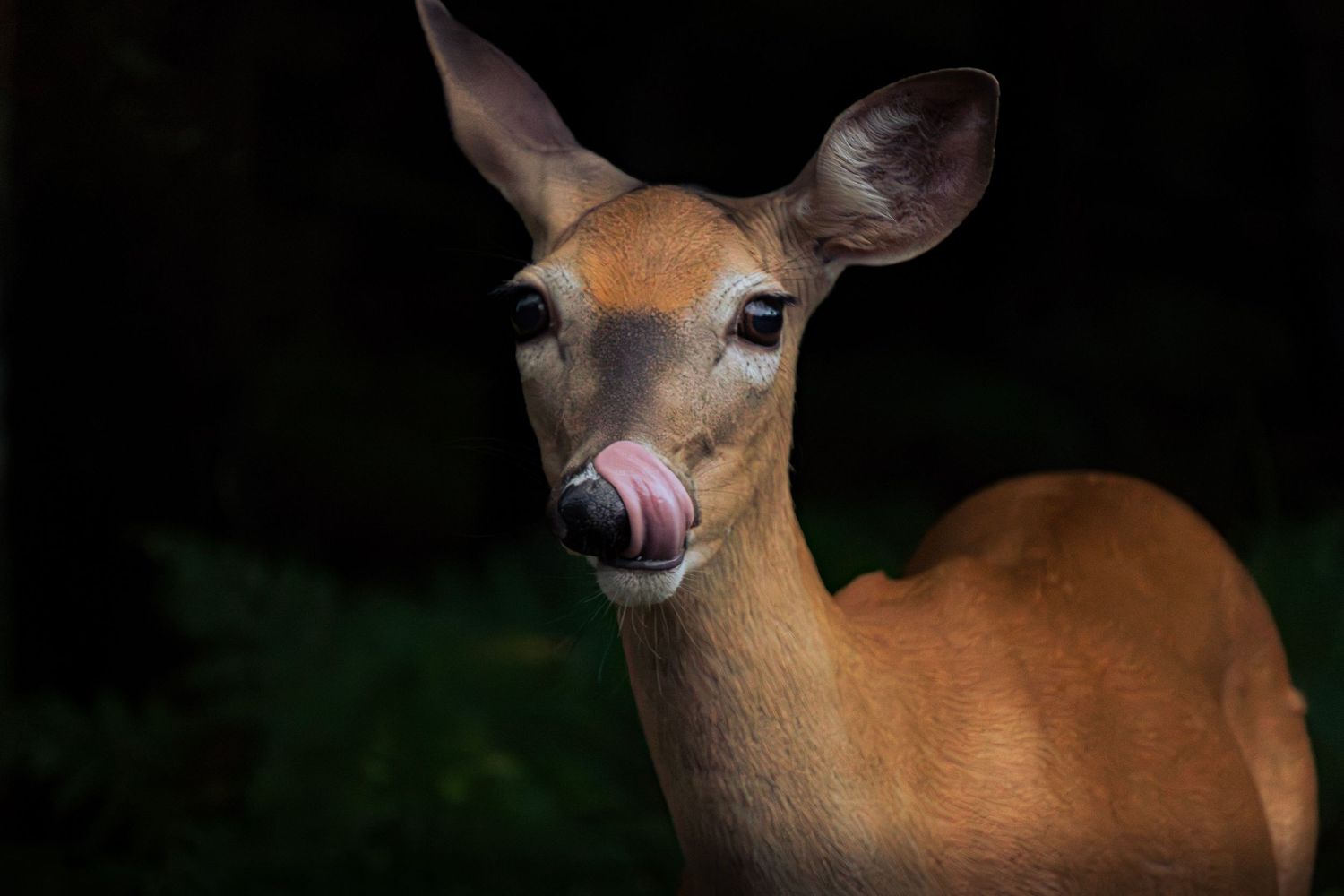 A young white-tailed deer with a pink nose gazes at the camera against a dark background.
