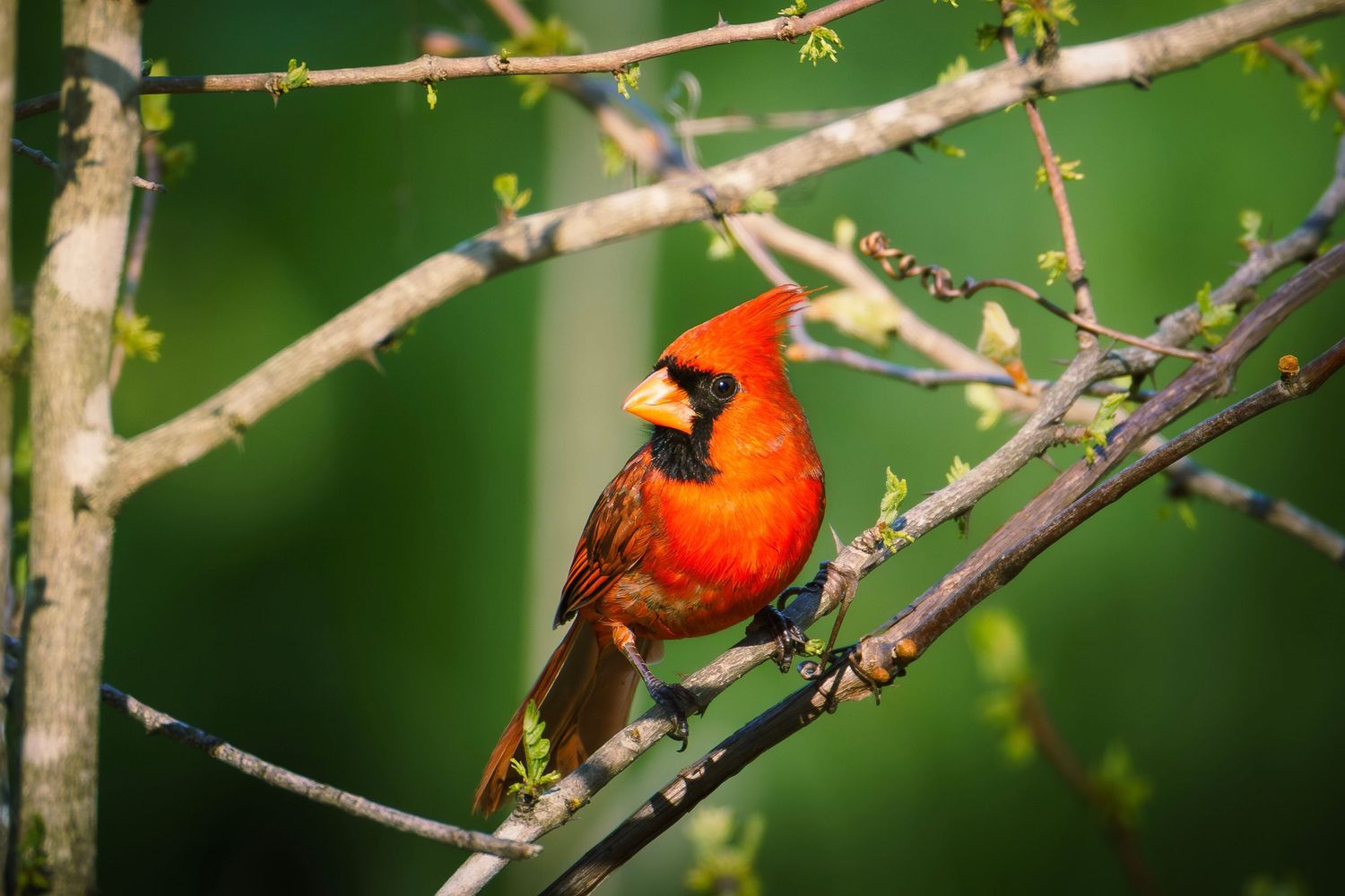 Vibrant male Northern Cardinal perched on a tree branch with budding spring leaves in a lush green forest.