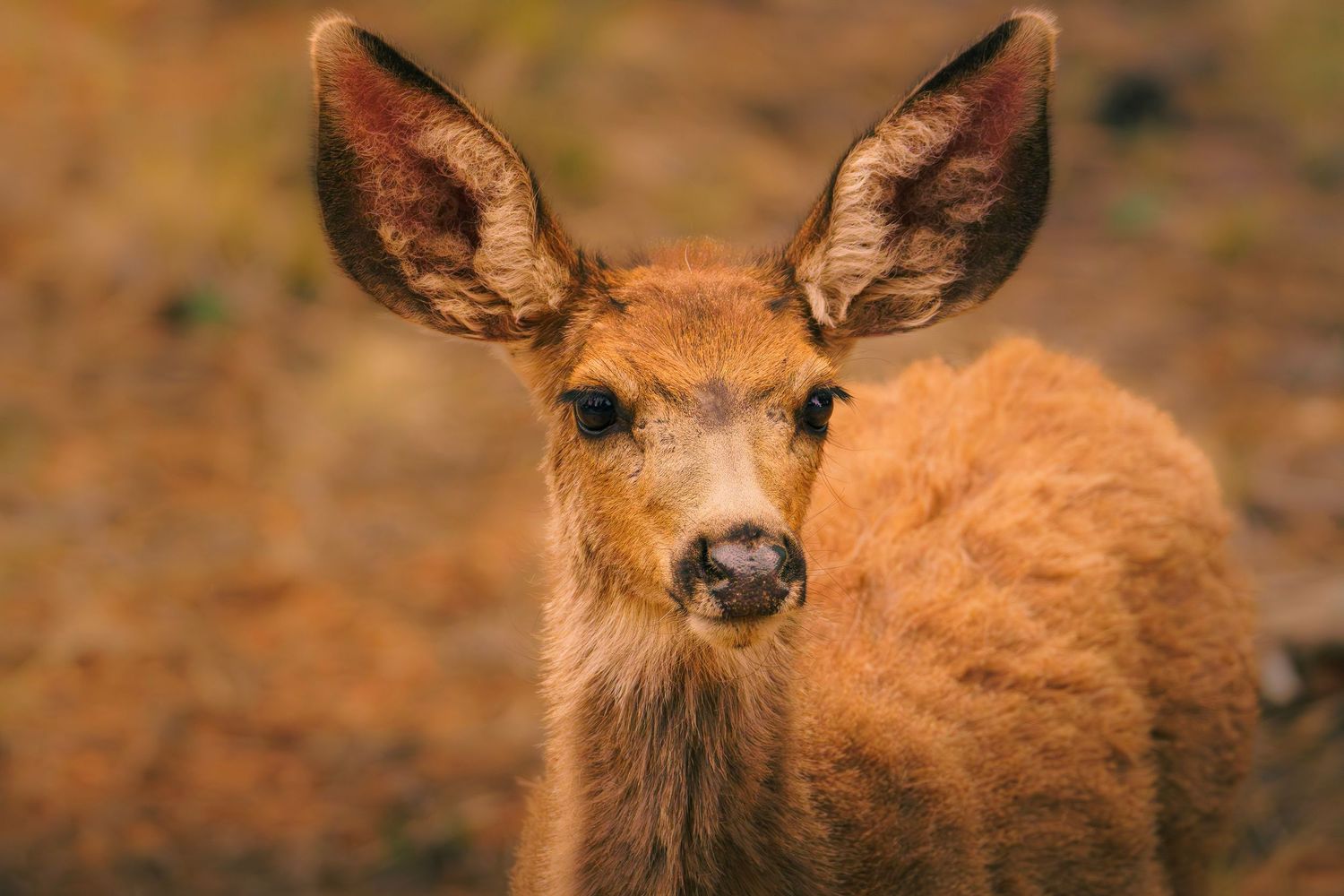 A young elk calf with large ears and soft brown fur gazes curiously at the camera in a natural outdoor setting.
